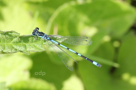 Variable Damselfly (Coenagrion pulchellum) Sussex, Alan Prowse